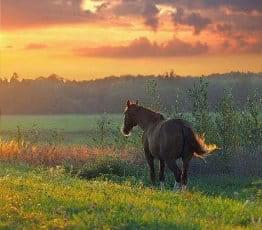 The Wild Horses of Rooisand Nature Reserve