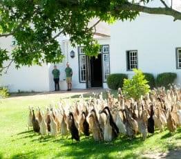 Duck Parade