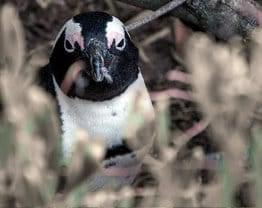 African Penquins
