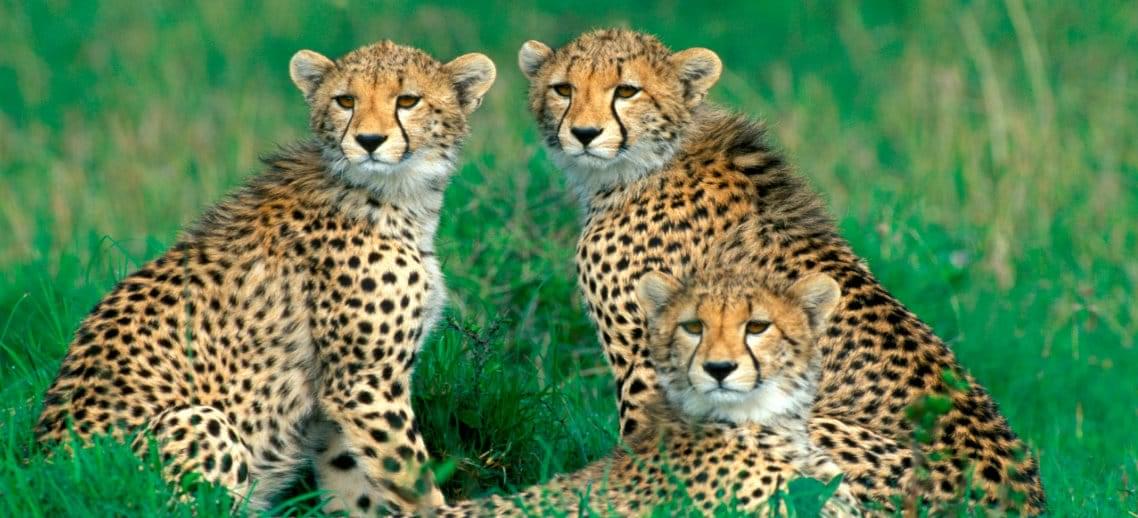 Cheetah Outreach